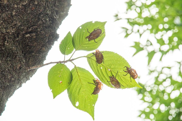 【大人の夏休み】本気でセミ捕りに挑む