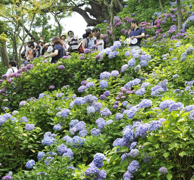 長谷駅からはじめる鎌倉・長谷・江ノ島さんぽ 〜見どころ満載の江ノ電沿線の古刹めぐり〜