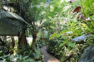 03_熱帯環境植物館温室