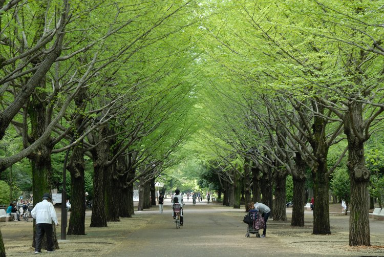 光が丘公園（ひかりがおかこうえん）