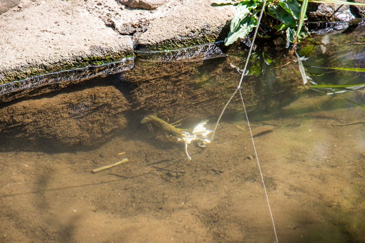 流れのある所では、上流側にエサを入れると匂いが流れてザリガニが反応するぞ。