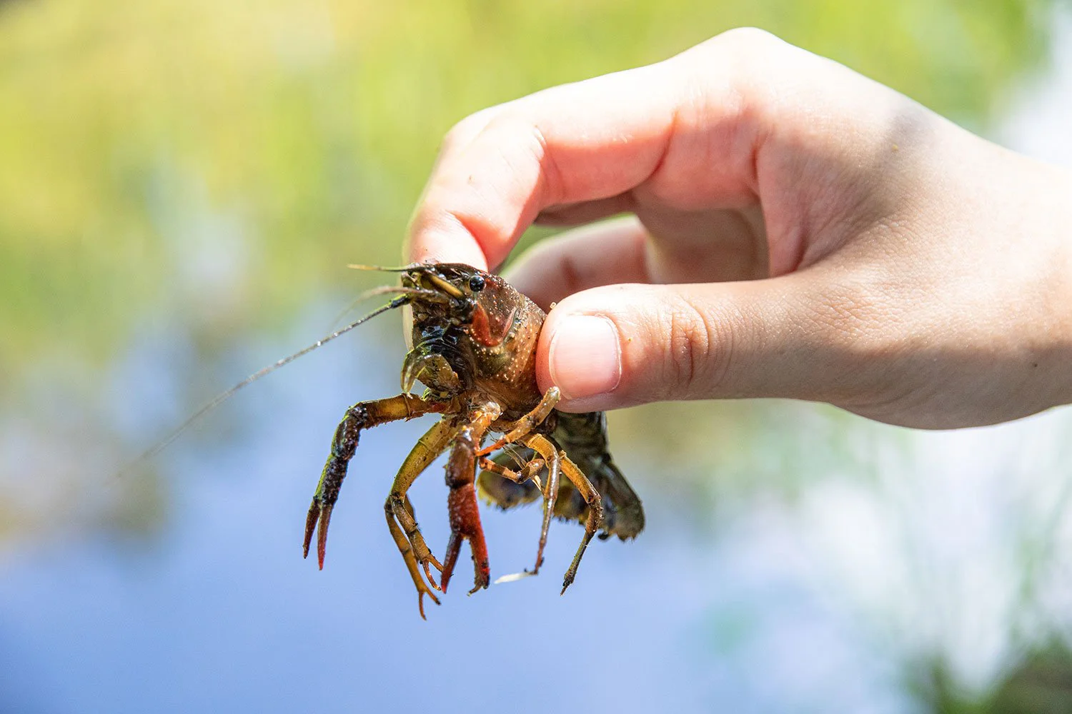 大人の夏休み 大まじめにアメリカザリガニを釣る これは遊びではない 学びだ 散歩道場へようこそ さんたつ By 散歩の達人