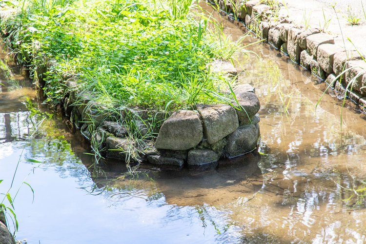 【大人の夏休み】ザリガニ釣り