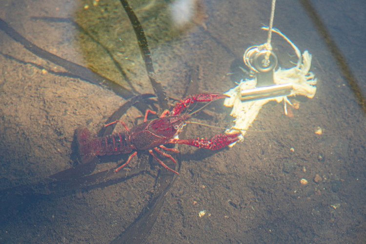 スルメのスメルにザリガニ興奮。