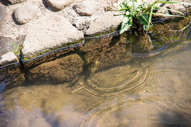 第一ザリガニ発見！