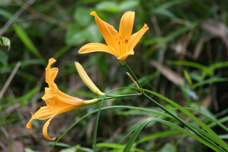 02_浅間山公園_ムサシノキスゲ