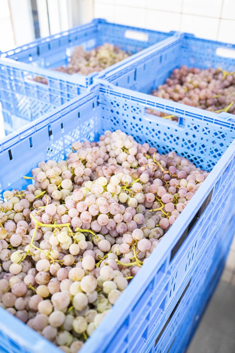 この日は山梨が原産地の甲州を使った白ワインの仕込みが行われていた。