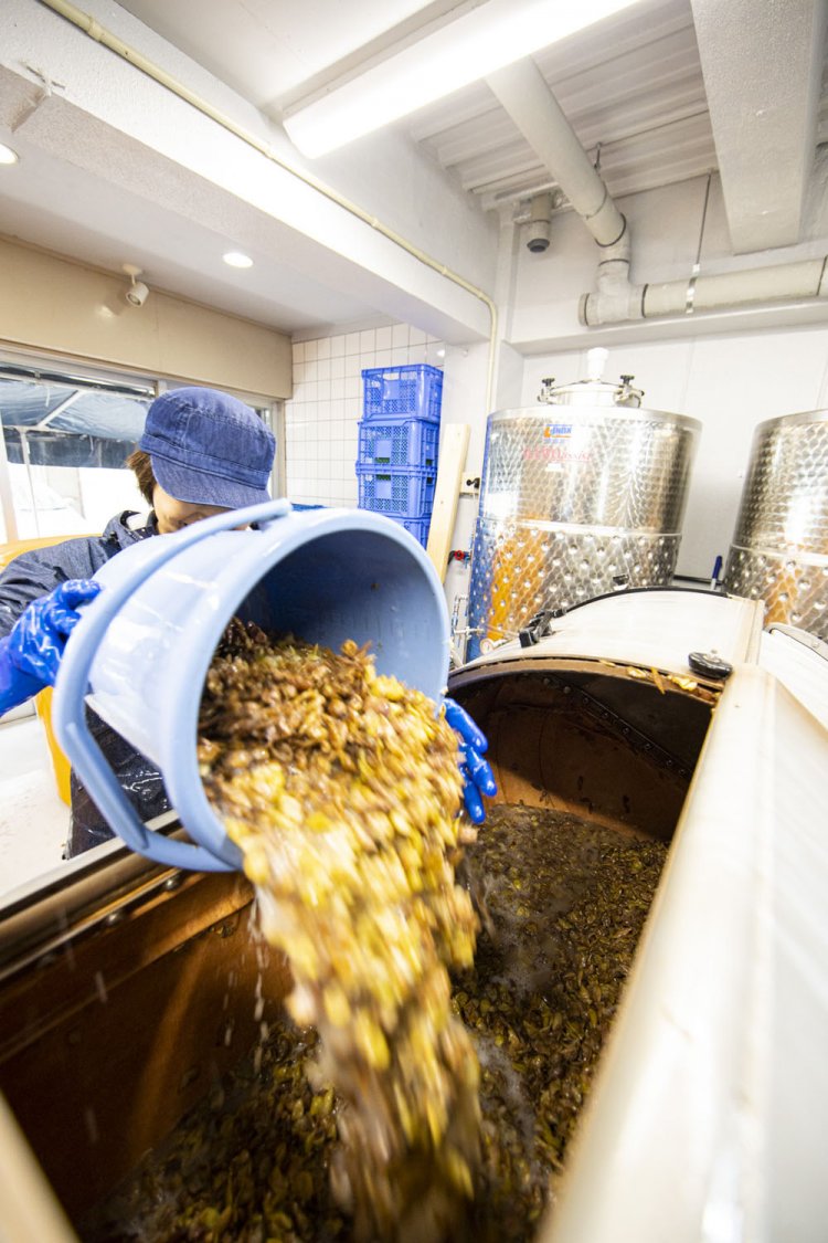 除梗（茎を除くこと）・破砕が行れたブドウは、皮付きのまま圧搾機に。女性には大変な力仕事だ。