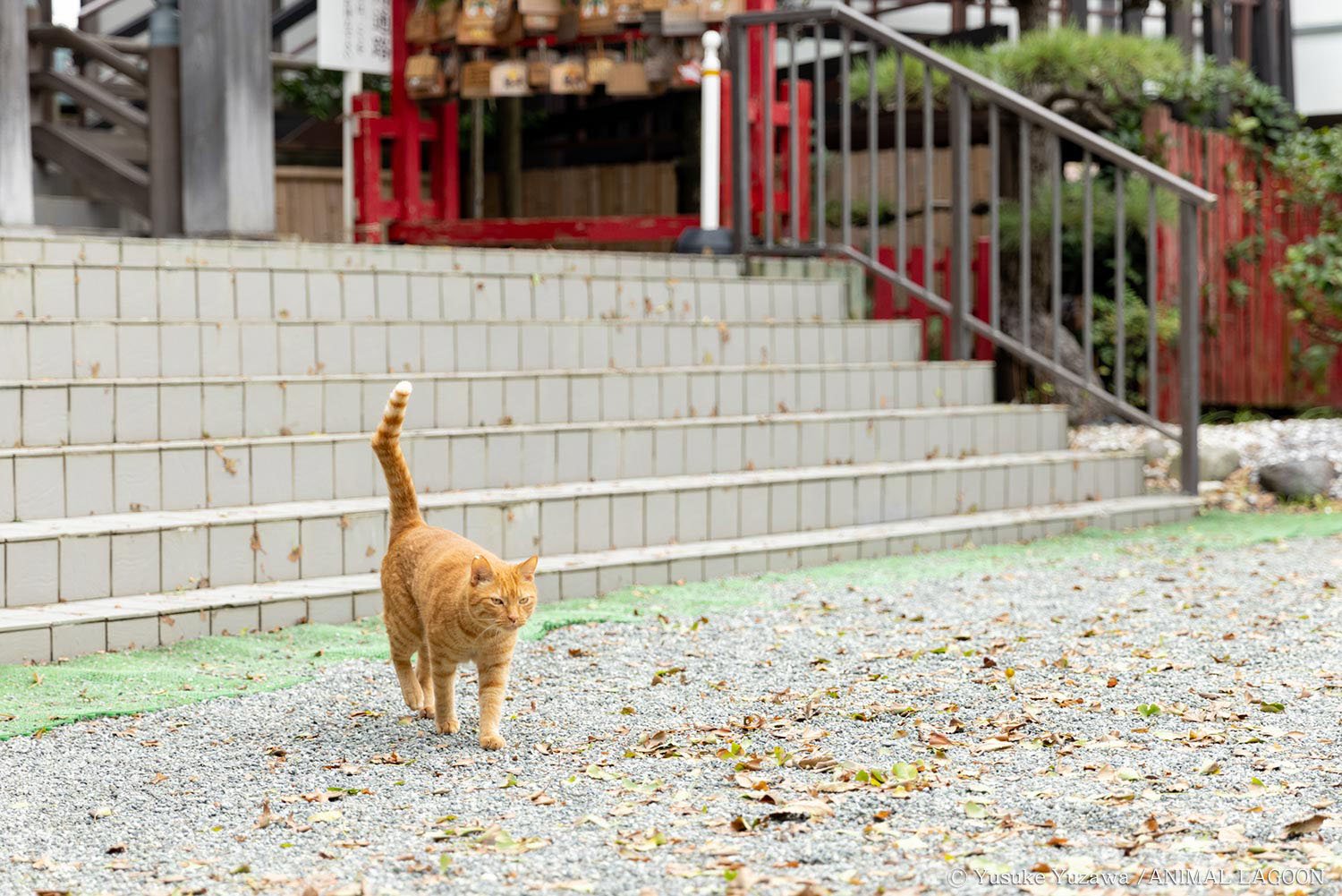 「まだいたのか」と言わんばかりの表情で私の前を通り過ぎます。