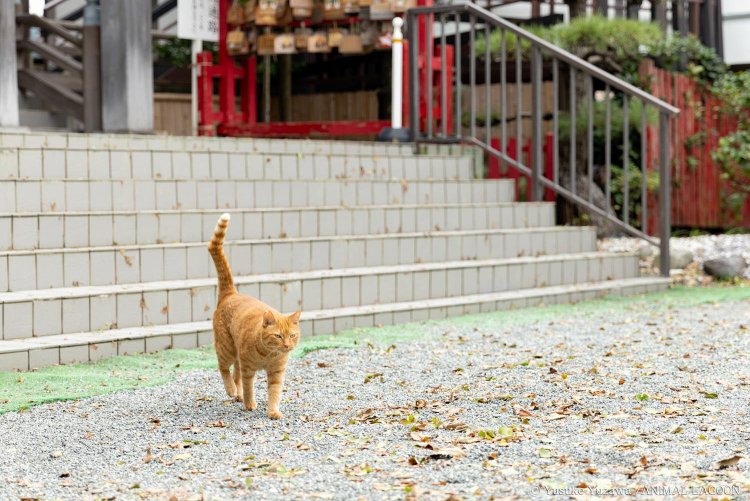 「まだいたのか」と言わんばかりの表情で私の前を通り過ぎます。