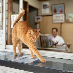 藤沢市『鵠沼伏見稲荷神社』の看板猫、マイペースなコウタくん