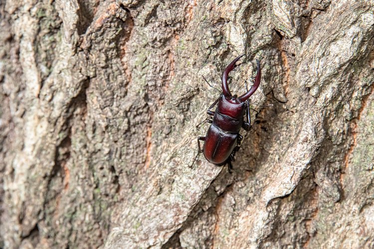 ノコギリクワガタ。大きなアゴがかっこいい。