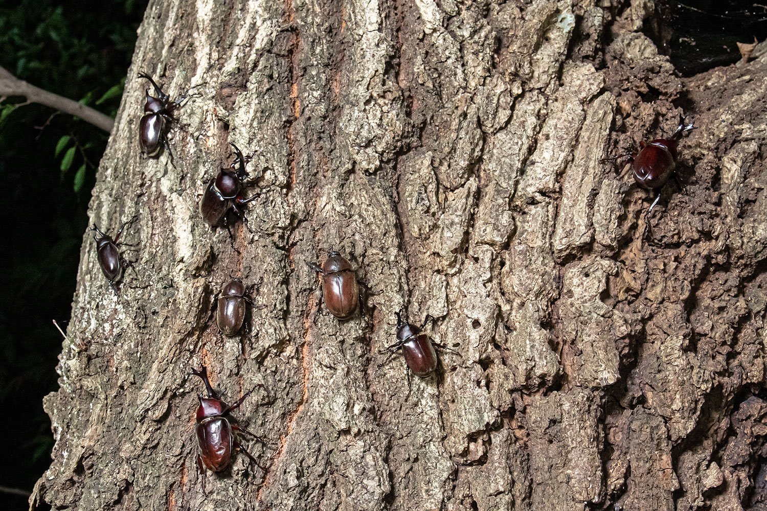 大人の夏休み 真夜中の雑木林でカブトムシを狩る ついでにクワガタも捕る 散歩道場へようこそ さんたつ By 散歩の達人