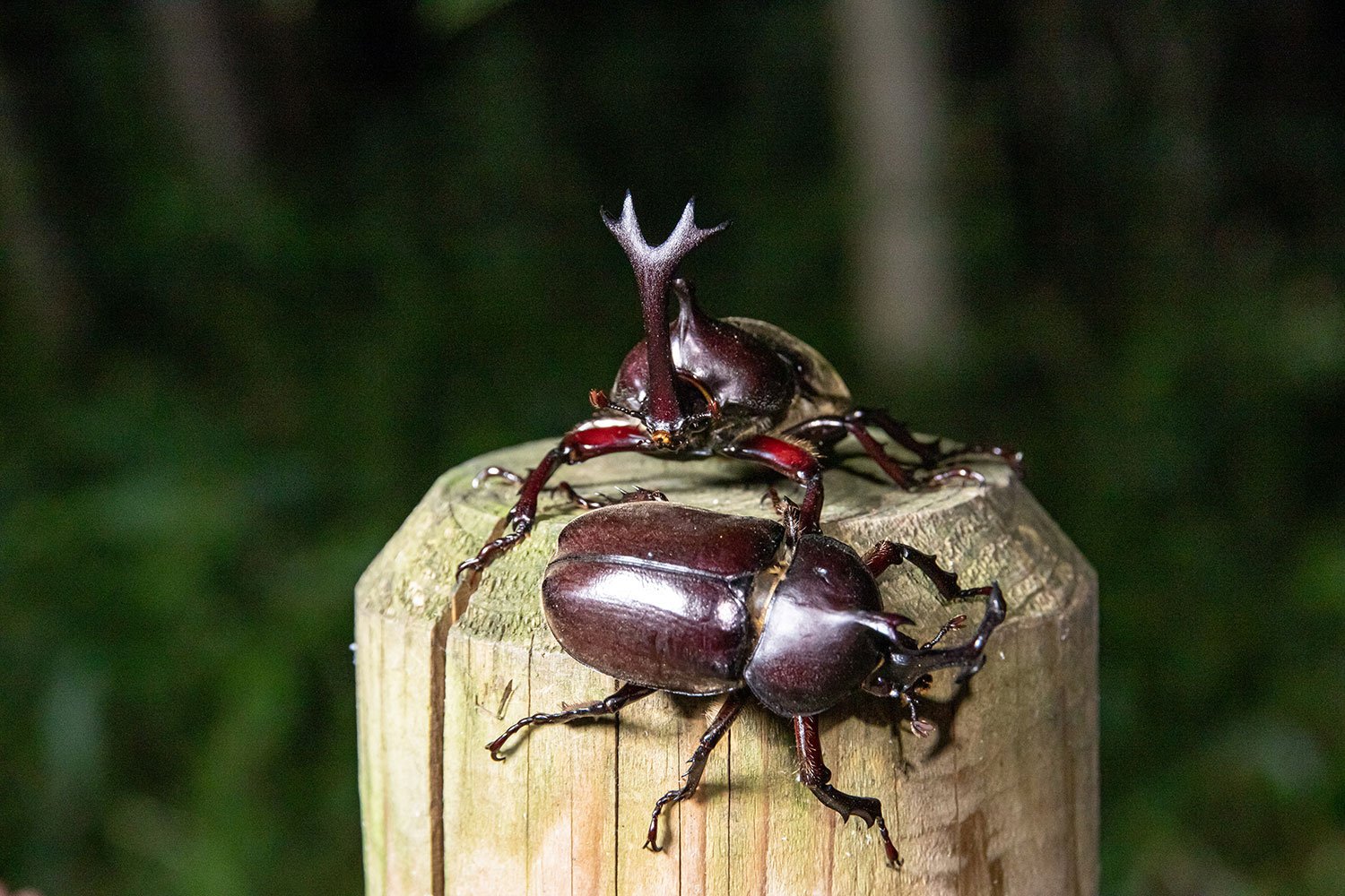 大人の夏休み 真夜中の雑木林でカブトムシを狩る ついでにクワガタも捕る さんたつ By 散歩の達人 Goo ニュース