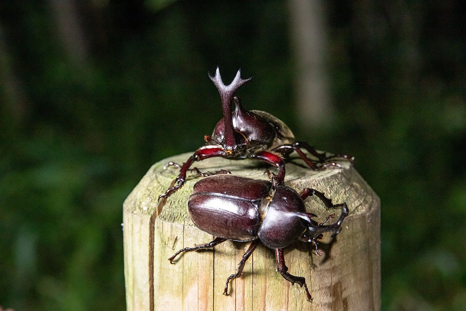 大人の夏休み 真夜中の雑木林でカブトムシを狩る ついでにクワガタも捕る 散歩道場へようこそ さんたつ By 散歩の達人