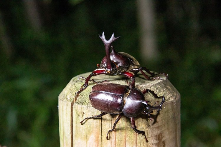 大人の夏休み】真夜中の雑木林でカブトムシを狩る（ついでにクワガタも捕る！）｜さんたつ by 散歩の達人