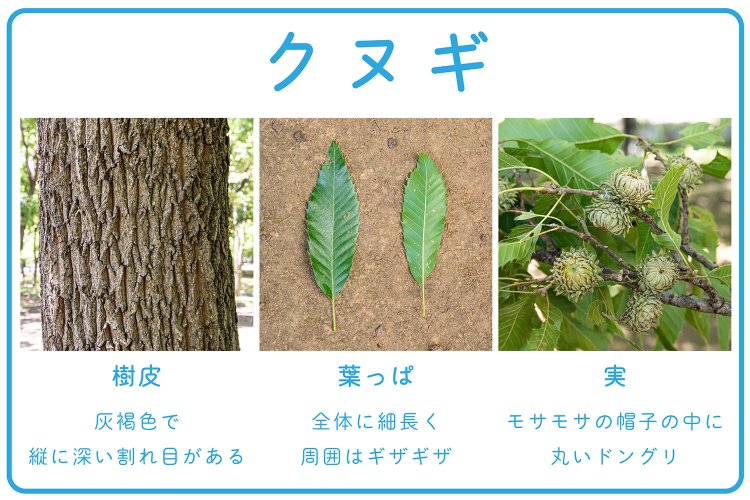 【大人の夏休み】カブトムシを狩る　クヌギの特徴