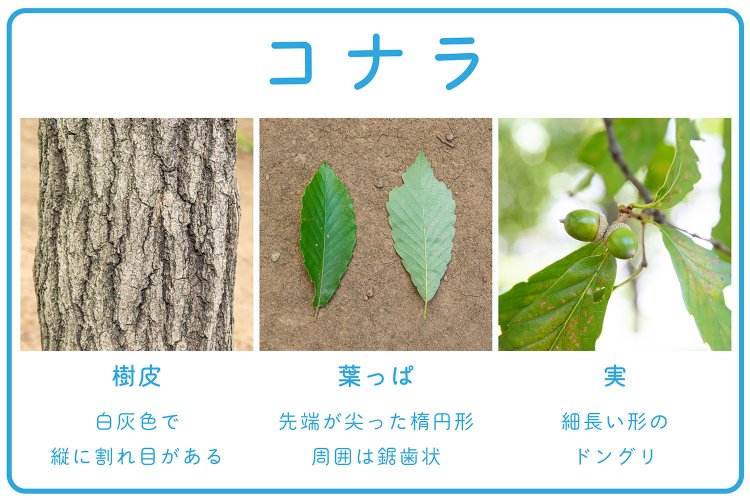 【大人の夏休み】カブトムシを狩る　コナラの特徴