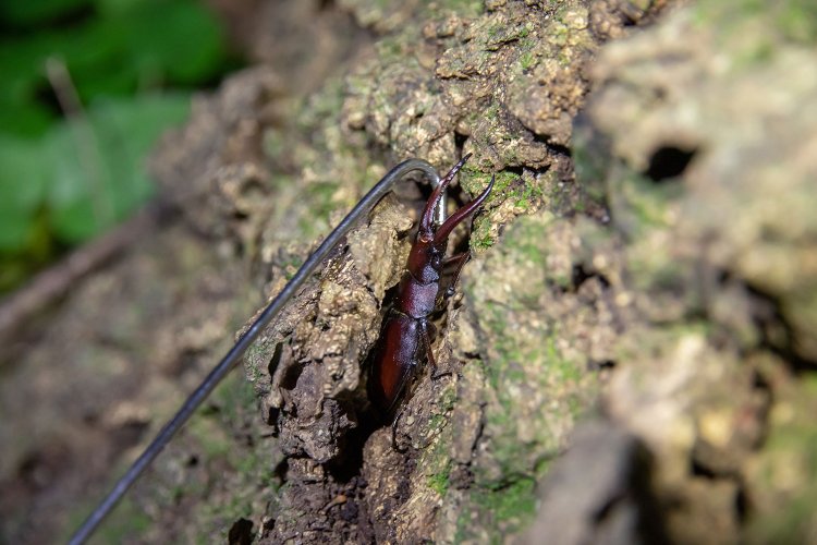 【大人の夏休み】カブトムシを狩る