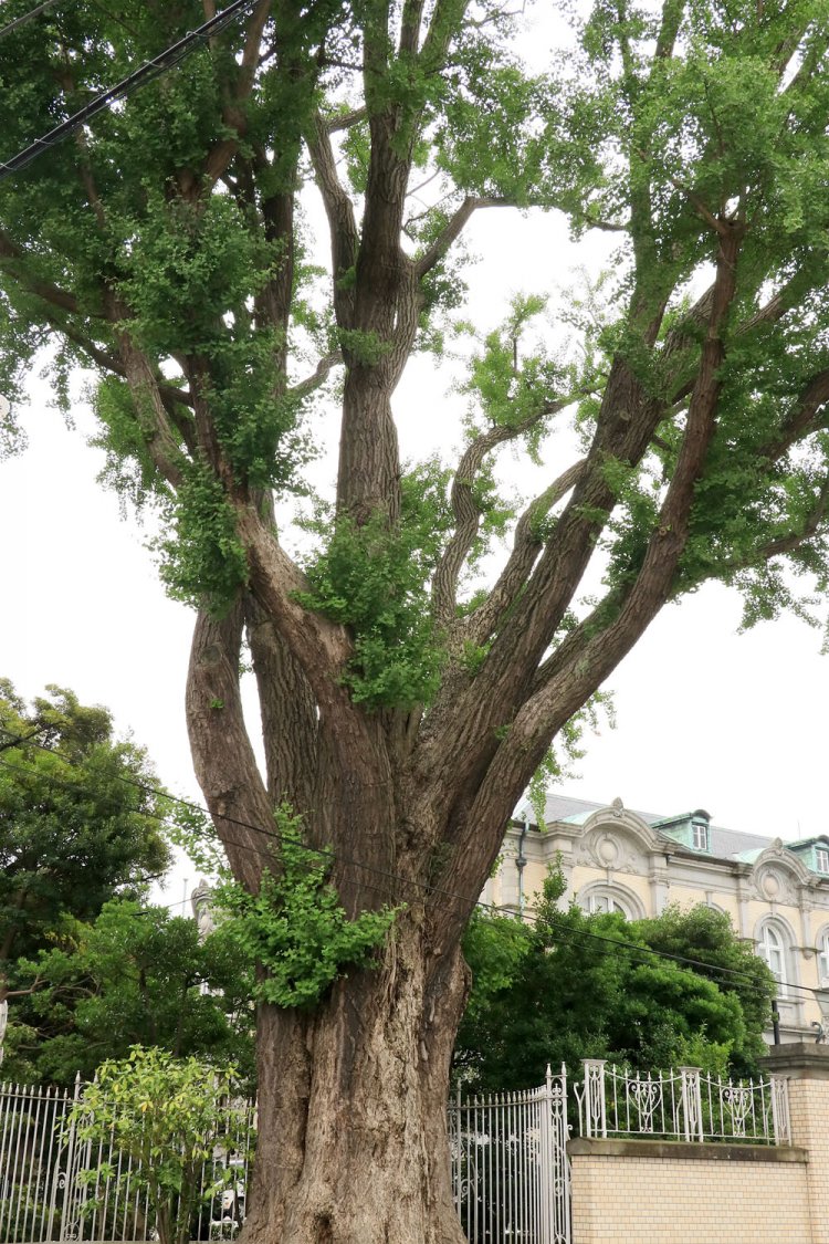高さ10m近くはありそうな巨木。