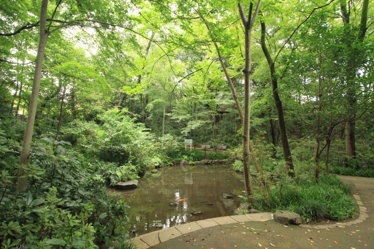 散策路が整備されている、おとめ山公園。毎夏、ホタルの観賞会を開催。