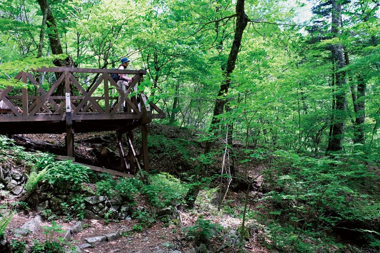 三頭沢を上がって行くと、ムシカリ峠とコマドリの路との分岐点にテラスがある。深い森の息吹を感じられる場所だ。