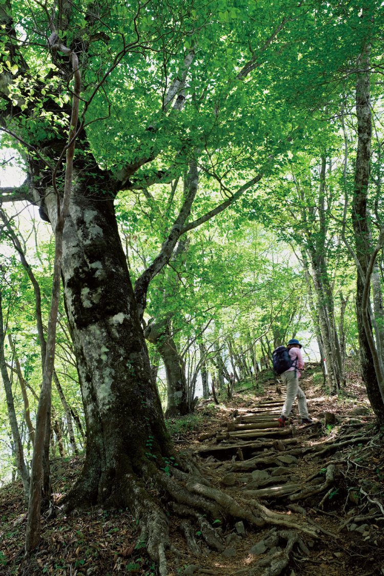 三頭山山頂手前の尾根道を上がる。周辺には見事なブナの原生林が広がっている。