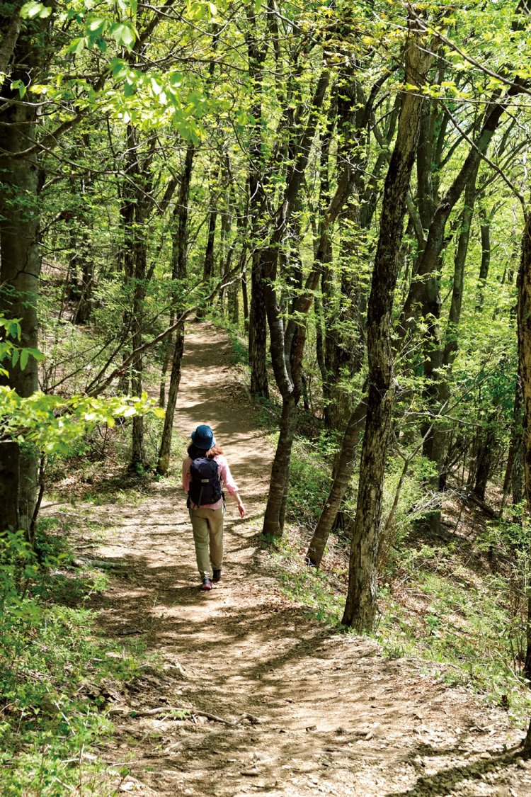 東京都と山梨県の境界が笹尾根で、三頭山から高尾山まで続いている。その距離約33km。あまり展望は望めない尾根歩きとなる。