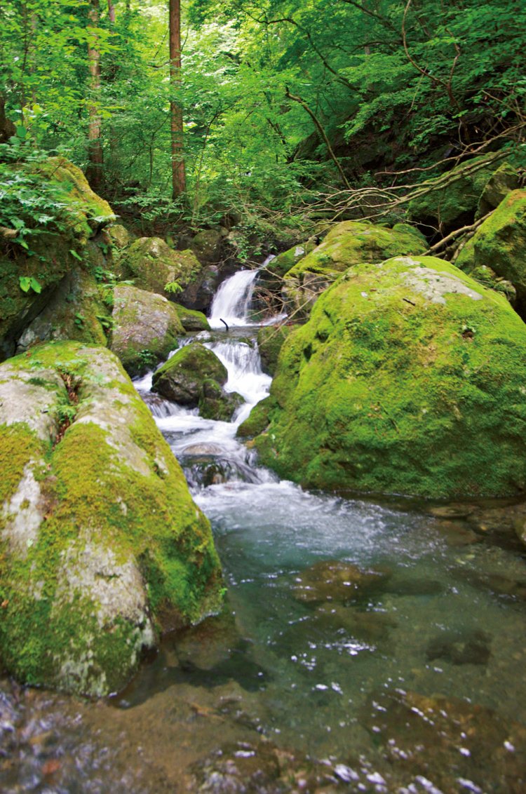 苔むす栃寄沢。御前山から下りてトチノキ広場から栃寄沢コースを下ったが、現在は通行禁止。