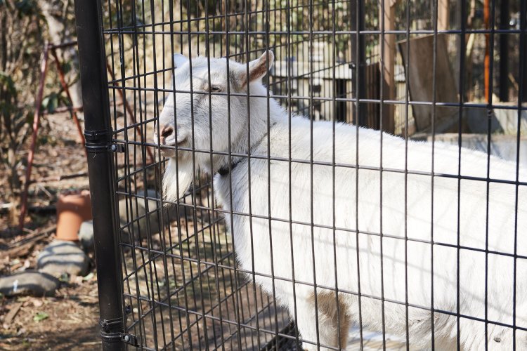 草取りはヤギの畝丸くん担当。