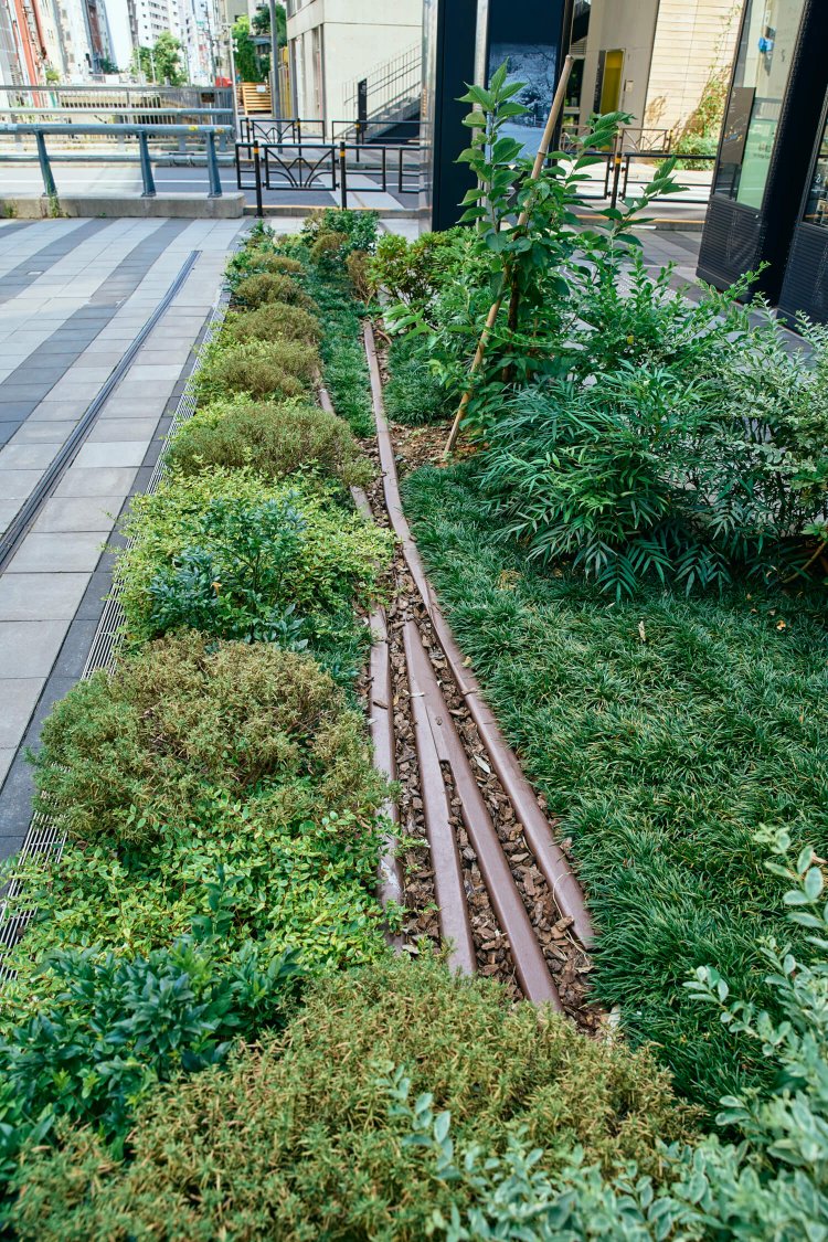 『渋谷ストリーム』前の金王橋広場の植栽に、実物の電路柱と東横線の線形オマージュがひそむ。