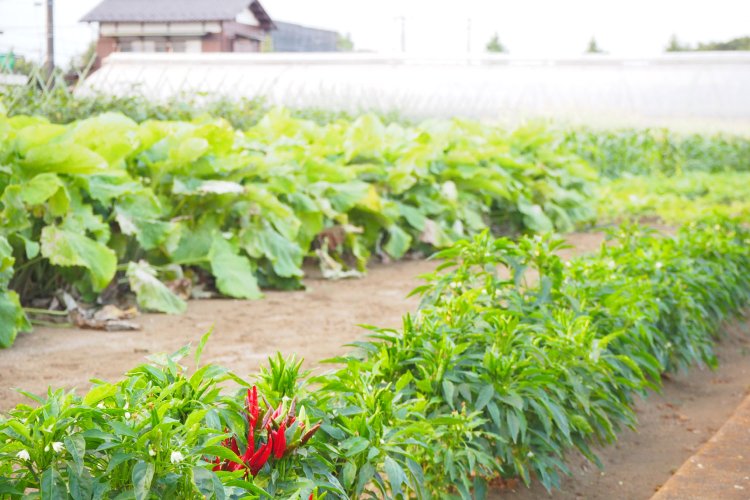 駅から少し歩いただけで、畑が広がるこの景色。