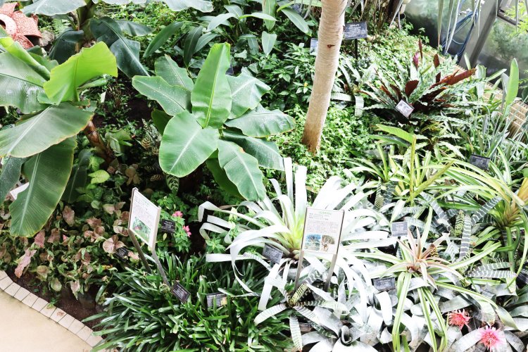 二階テラスから多種多様な葉を見下ろせる。