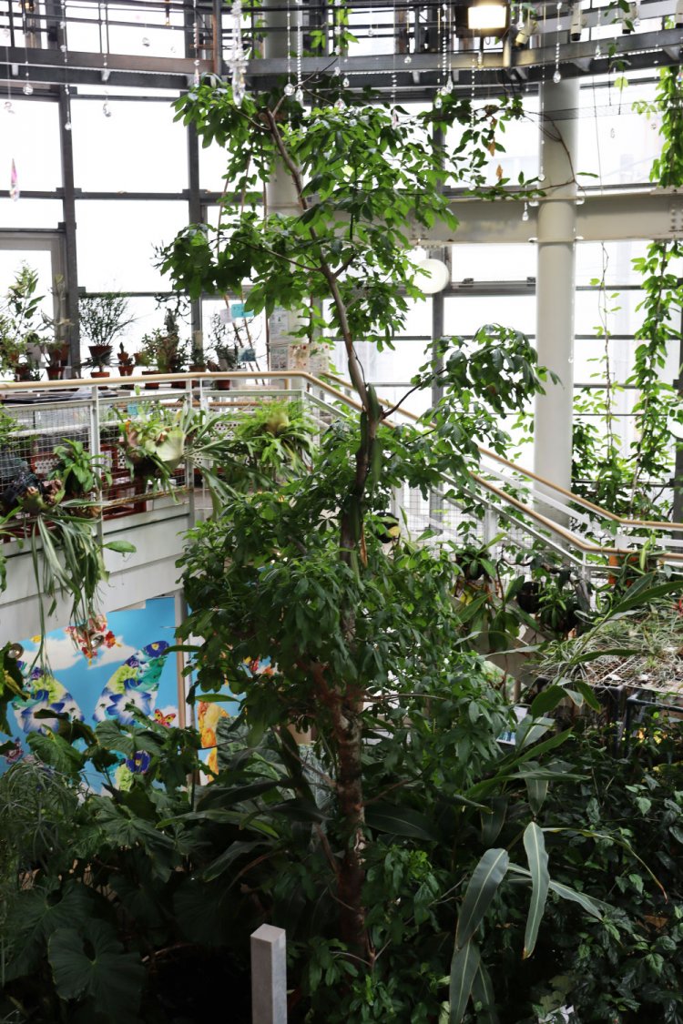 館内のメインツリーはバオバブ。現生地であるマダガスカルでは、貴重な栄養源として人や動物の暮らしを支えている木だそう。