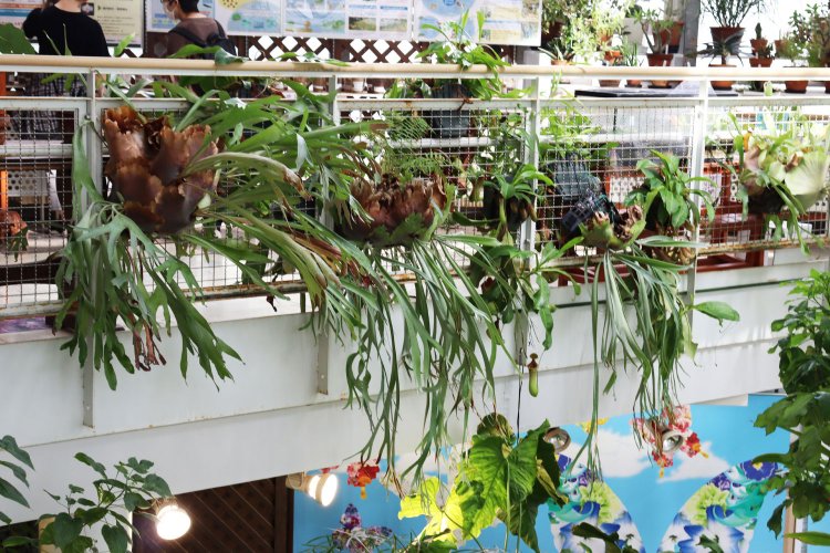 二階から垂れ下がるビカクシダは、株分けで増やしたものだとか。