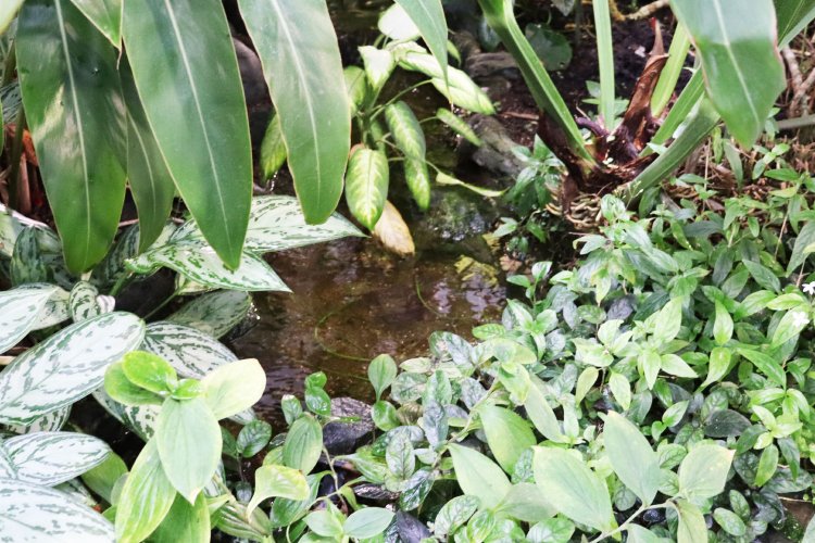 館内には河骨川を再現した川が流れる。