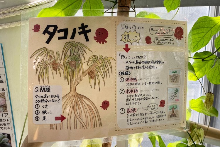 植物に添えられたイラスト付きの手書き案内板が、観察の楽しさをかきたてる。