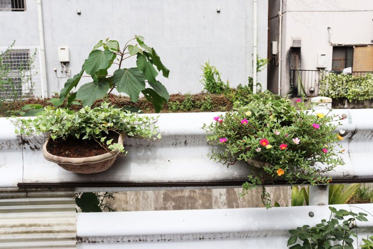 ガードレールにハンギングされるアイビーやポーチュラカ。