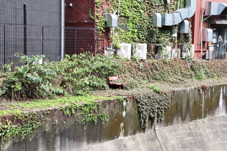渋谷川護岸に置かれた赤いベンチが、ヒメツルソバに飲み込まれそうに……。