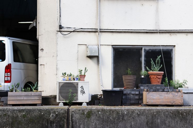 護岸のスペースを使って育てられていた、かわいらしいサボテンの鉢植え。