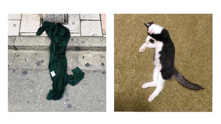 道に落ちたカーディガンと偶然同じ格好で寝ていた、藤田さんの飼い猫
