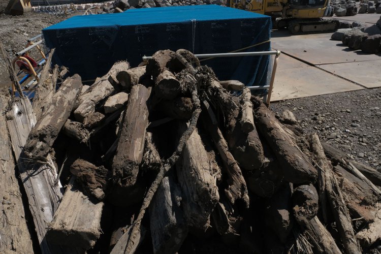 埋没していた杭が引き抜かれて石垣の石と共に一時保管されている。約150年間海と地中に没していた杭だ。