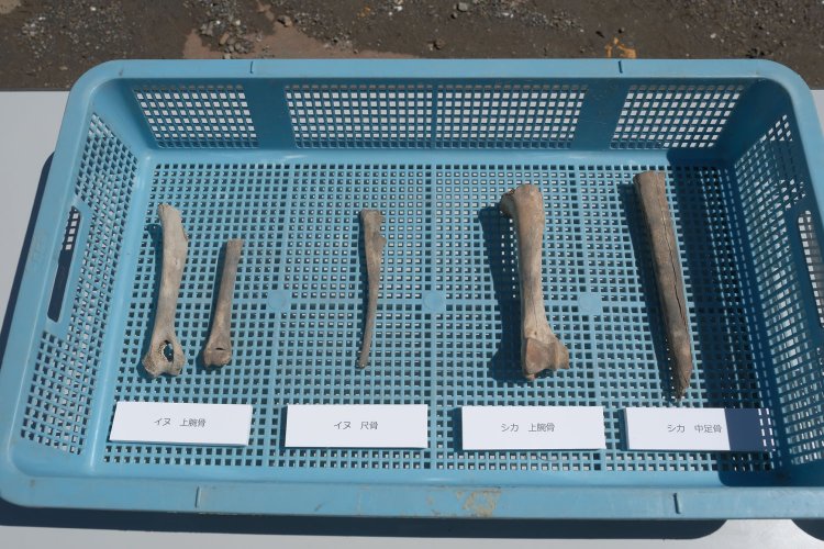 高輪築堤見学会