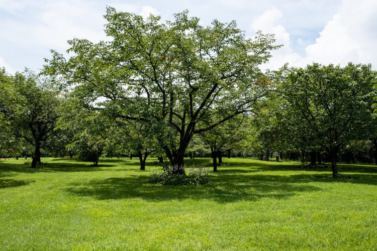 多種多様な桜の木が林立する場内は約8万3000㎡もの広さがある。