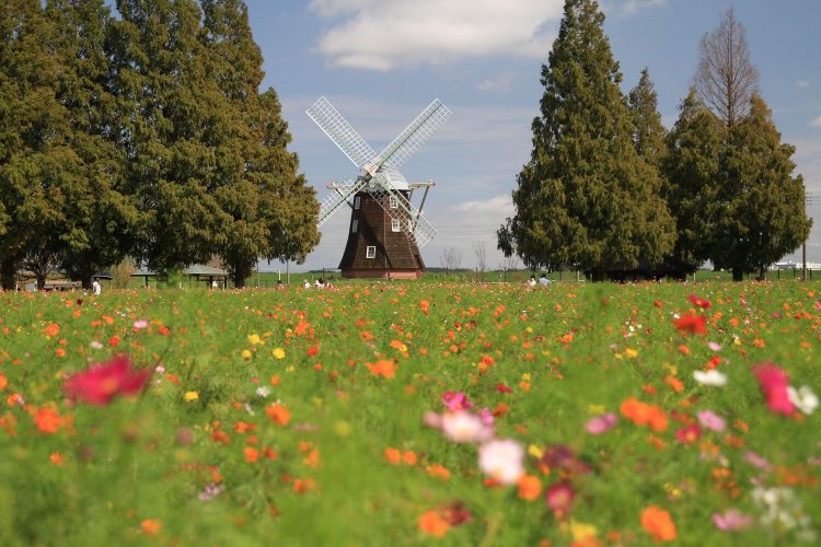 広さ約1.2haの『あけぼの山農業公園』の花畑。コスモスが咲き始めた10月上旬の風景。