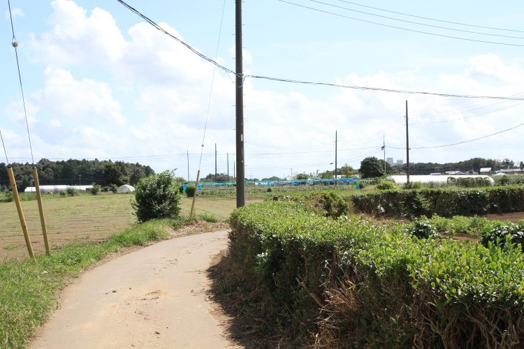 『あけぼの山農業公園』を出て、畑沿いの細い道を行く。車はほぼ通らない、のどかな道。