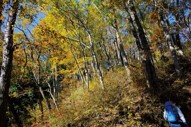 登山口から南東尾根を上がる。小下沢分岐の手前の紅葉がきれいだ。