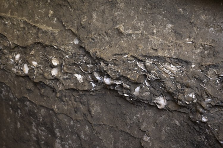 縄文海岸つたい歩き～貝塚と＂縄文神社＂をめぐる～