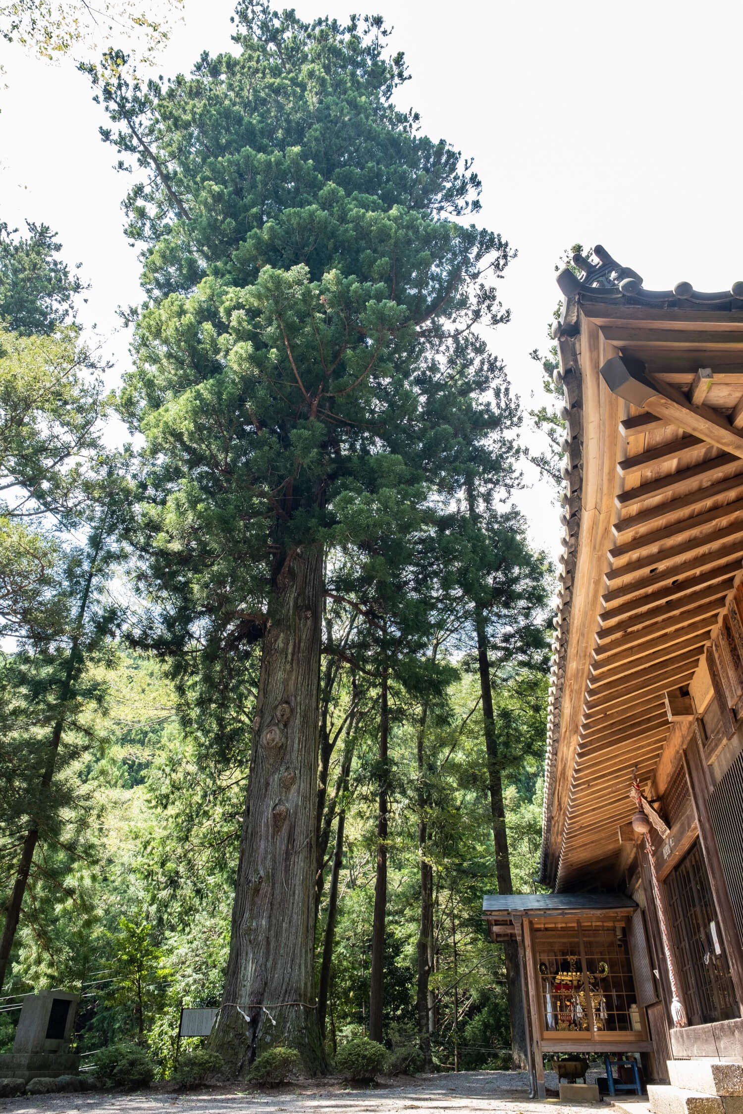 北端の子神社境内に立つ藤沢の大スギ。樹高は45ｍを誇り、「矢立の杉」をはるかにしのぐ。