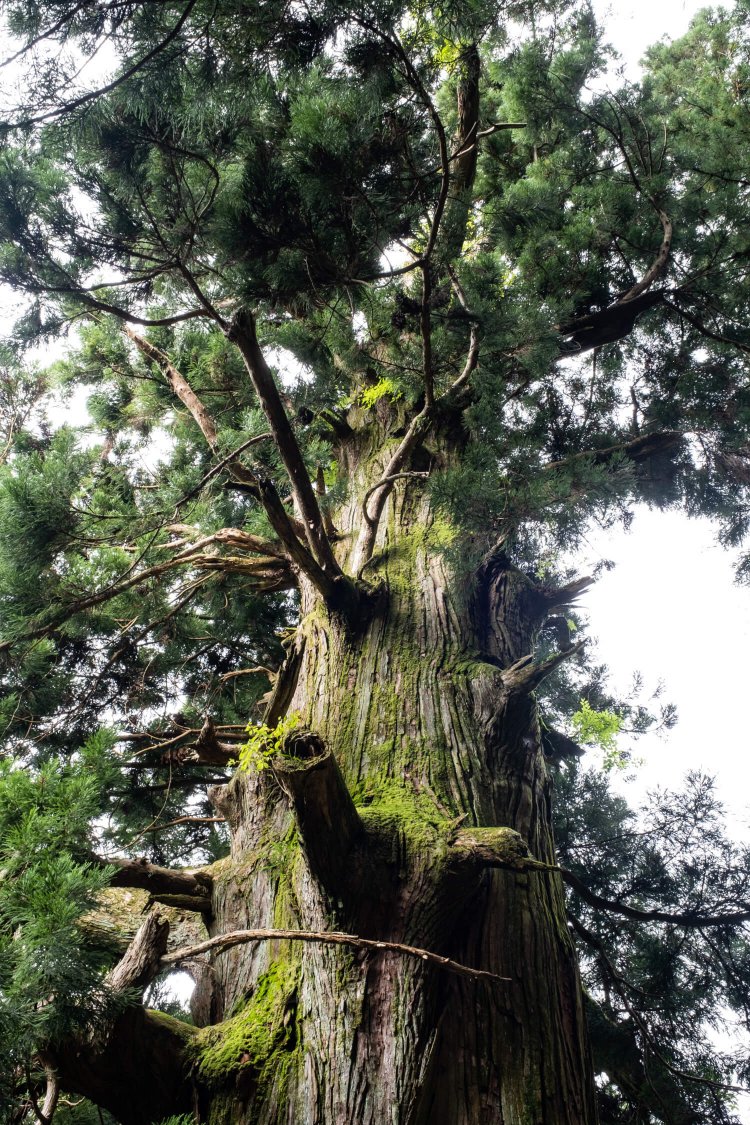 樹高は28ｍあるが、幹は地上22ｍで折損し、中は空洞だという。